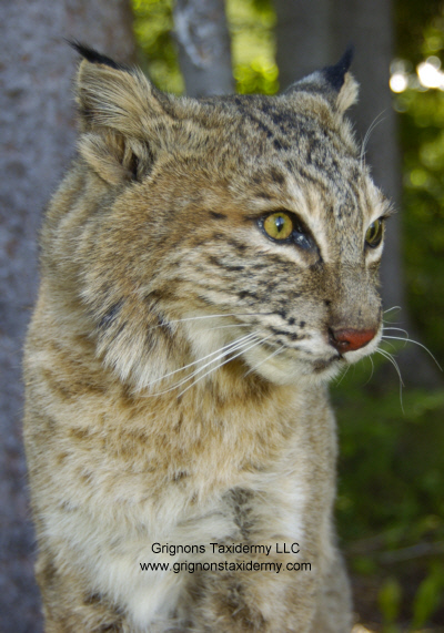 bobcat